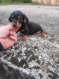 Bassotto Tedesco Cucciole Femmine