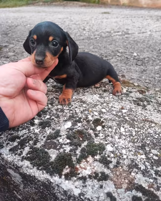 Bassotto Tedesco Cucciole Femmine