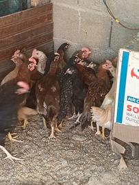 Galline