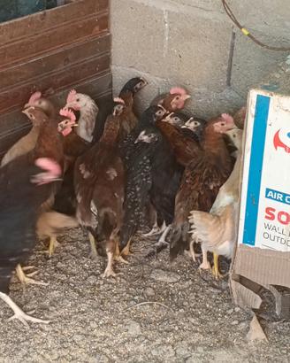 Galline