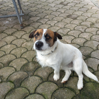 Jack Russell Terrier maschio di tre anni