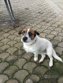 Jack Russell Terrier maschio di tre anni