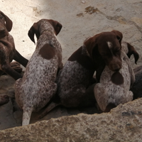 Cuccioli di kurzhaar