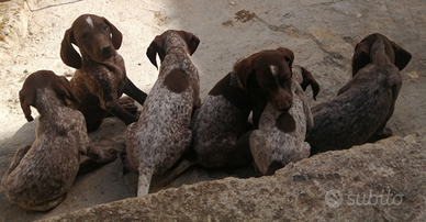 Cuccioli di kurzhaar