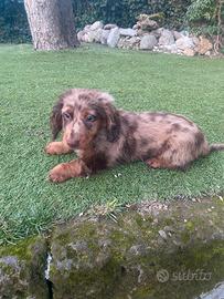 Maschio di bassotto standard