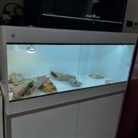Pogona maschio 4anni+Teca Professionale GEKOS+Kit