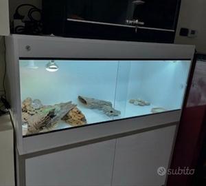 Pogona maschio 4anni+Teca Professionale GEKOS+Kit
