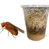 Drosophila melanogaster moscerini