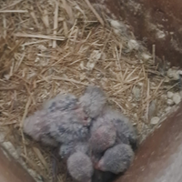 Pulli inseparabili