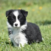 Cuccioli di border collie