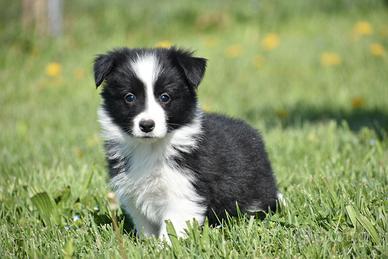Cuccioli di border collie