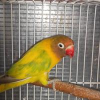 Insep mascherato femmina pezzata verde