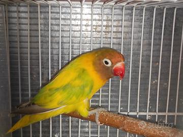 Insep mascherato femmina pezzata verde