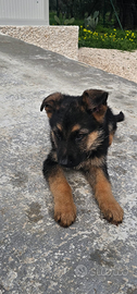 Cucciolo pastore tedesco
