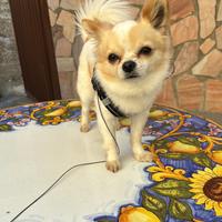Chihuahua a pelo lungo