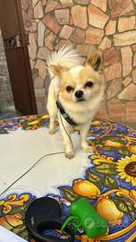 Chihuahua a pelo lungo