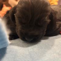 COCKER Spaniel Neri e Miele