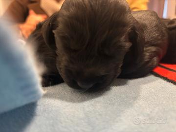 COCKER Spaniel Neri e Miele