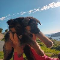 Cuccioli di pastore tedesco