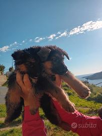 Cuccioli di pastore tedesco