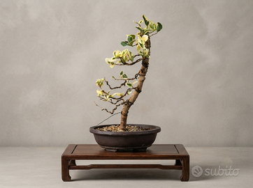 Bonsai Ligustro Texano Variegato