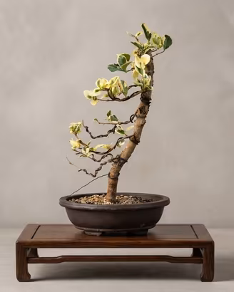Bonsai Ligustro Texano Variegato