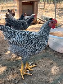 Gallo Amarok