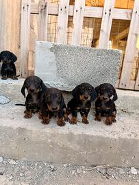 Cuccioli di bassotto nano