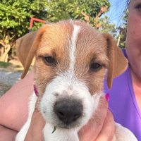 Jack Russell Terrier