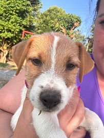Jack Russell Terrier