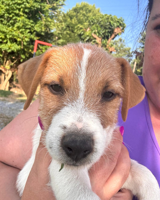 Jack Russell Terrier