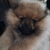 Cuccioli di Volpino di pomerania