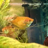 Trichogaster chuna Gurami miele