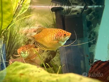 Trichogaster chuna Gurami miele