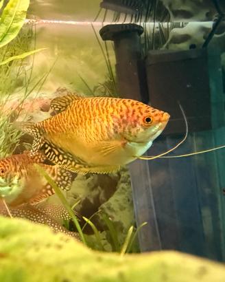 Trichogaster chuna Gurami miele