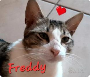 Freddy