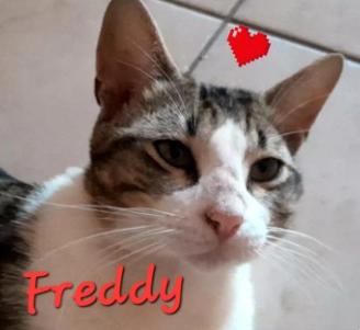 Freddy