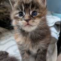 Maine coon con pedigree