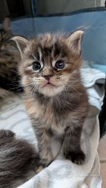 Maine coon con pedigree