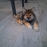 Cuccioli di Cane Lupo