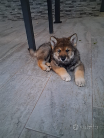 Cuccioli di Cane Lupo