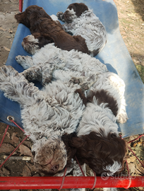 Cuccioli Lagotto da tartufo