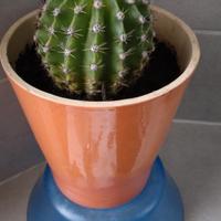 Piante grasse in vaso