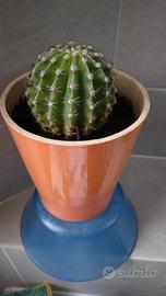 Piante grasse in vaso