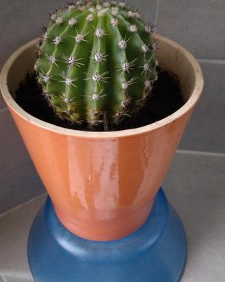 Piante grasse in vaso