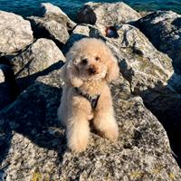 Barboncino nano per monta