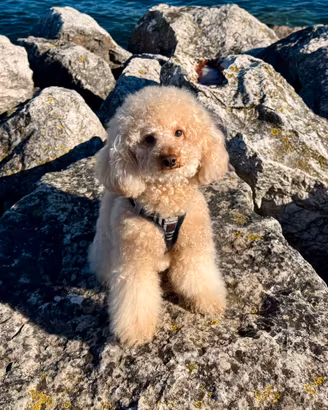 Barboncino nano per monta