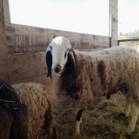 Vendita montone ARR/ARR