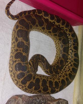 Serpenti