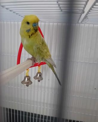 Cocorita